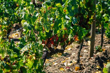 Yaz mevsiminde Fransa 'nın Reims kırsalında öğleden sonra şampanya bağının manzarası