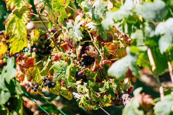 Utsikt Över Vingården Champagne Sommaren Landsbygden Reims Frankrike Eftermiddagen — Stockfoto