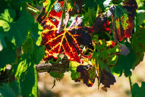 Uitzicht Wijngaard Van Champagne Zomer Het Platteland Van Reims Frankrijk — Stockfoto