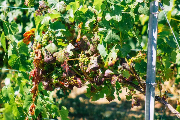 Utsikt Över Vingården Champagne Sommaren Landsbygden Reims Frankrike Eftermiddagen — Stockfoto