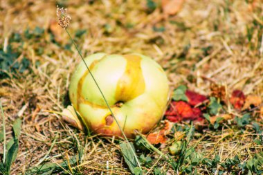 Yazın Fransa 'nın kırsal kesimlerinde yerde çürüyen elmalar.
