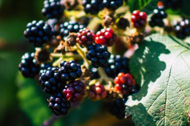 Yazın Fransız kırsalında yetişen yabani böğürtlenlerin kapanışı