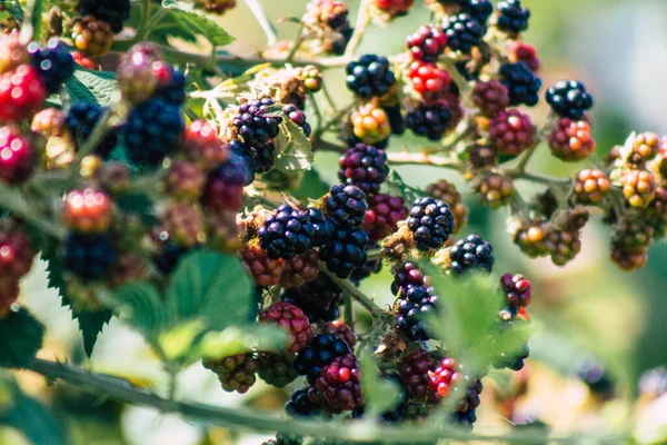 Primer Plano Las Moras Silvestres Que Crecen Campiña Francesa Verano —  Fotos de Stock