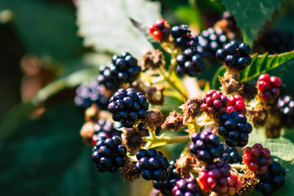 Primer Plano Las Moras Silvestres Que Crecen Campiña Francesa Verano —  Fotos de Stock