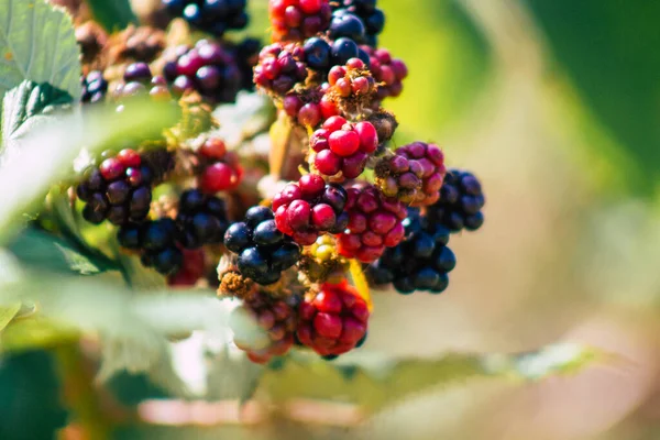 Closeup Wild Blackberries Growing French Countryside Summer — Stock Photo, Image