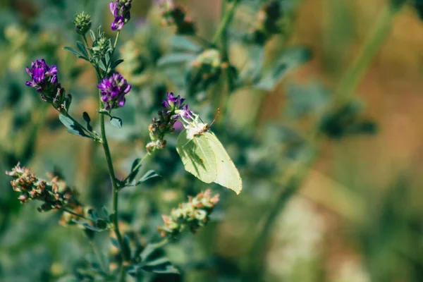 Sluitingen Van Wilde Planten Die Zomer Het Franse Platteland Groeien — Stockfoto