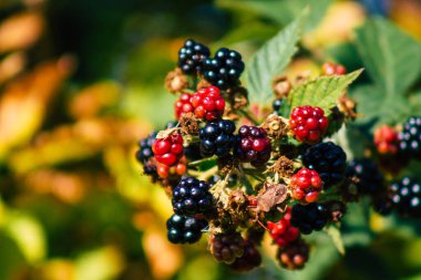 Yazın Fransız kırsalında yetişen yabani böğürtlenlerin kapanışı