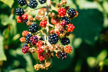 Yazın Fransız kırsalında yetişen yabani böğürtlenlerin kapanışı