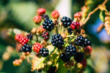 Yazın Fransız kırsalında yetişen yabani böğürtlenlerin kapanışı