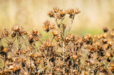 Yazın Fransız kırsalında yetişen yabani bitkilerin yakınlaşması