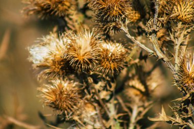 Yazın Fransız kırsalında yetişen yabani bitkilerin yakınlaşması