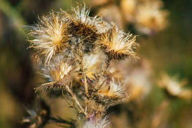 Yazın Fransız kırsalında yetişen yabani bitkilerin yakınlaşması
