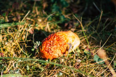 Yazın Fransa 'nın kırsalında yere düşen çürük elmalar.