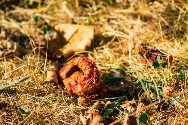 Yazın Fransa 'nın kırsalında yere düşen çürük elmalar.