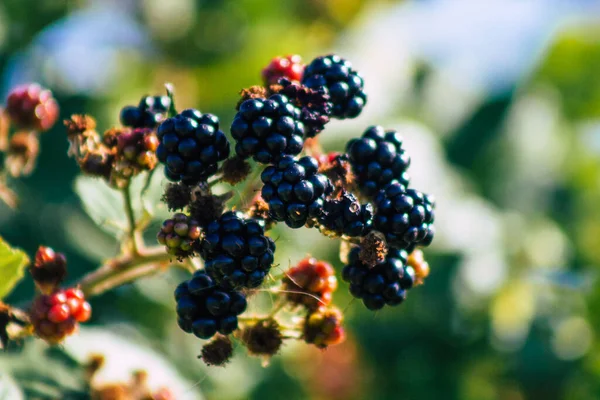 Primer Plano Las Moras Silvestres Que Crecen Campiña Francesa Verano —  Fotos de Stock