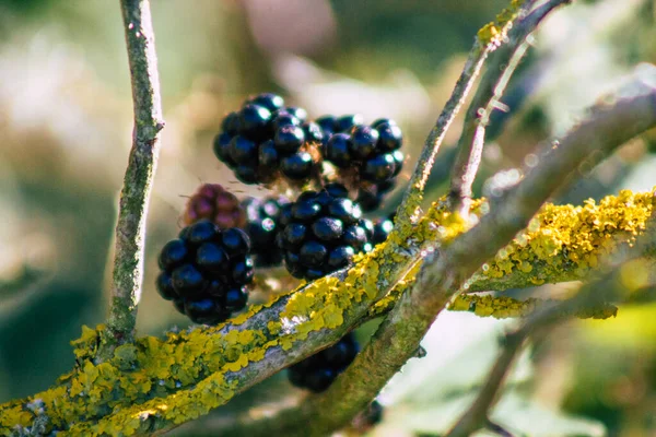 Closeup Wild Blackberries Growing French Countryside Summer — Stock Photo, Image