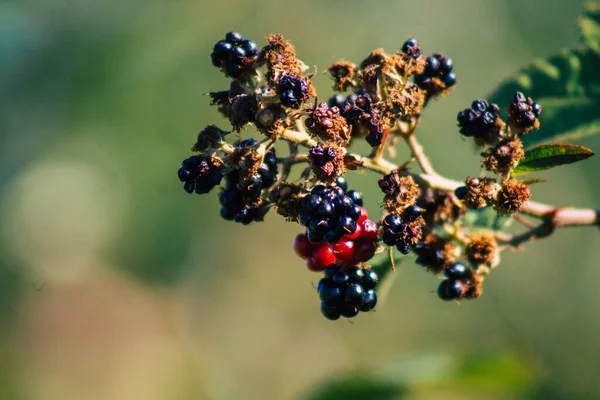 Closeup Wild Blackberries Growing French Countryside Summer — Stock Photo, Image