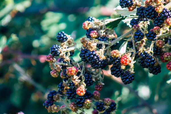 Primer Plano Las Moras Silvestres Que Crecen Campiña Francesa Verano —  Fotos de Stock