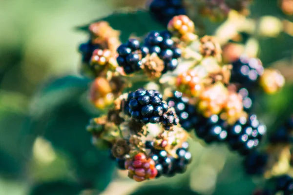 Primer Plano Las Moras Silvestres Que Crecen Campiña Francesa Verano —  Fotos de Stock