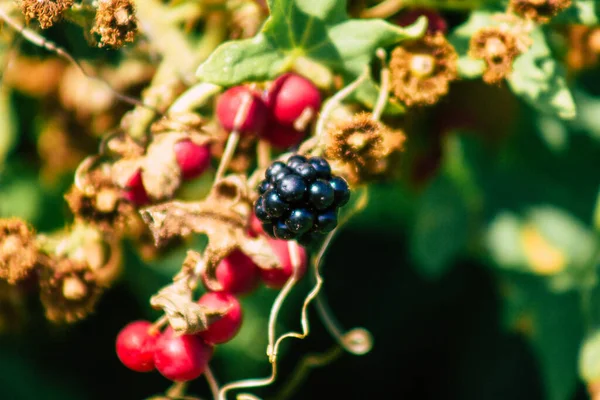 夏天在法国农村种植的野黑莓的遮挡 — 图库照片