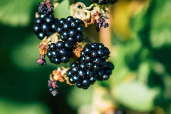 Primer Plano Las Moras Silvestres Que Crecen Campiña Francesa Verano —  Fotos de Stock