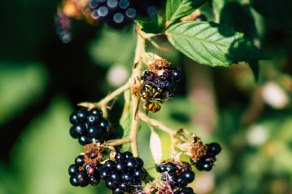 Closeup Wild Blackberries Growing French Countryside Summer — Stock Photo, Image