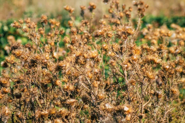 Fechamento Das Plantas Selvagens Que Crescem Campo Francês Verão — Fotografia de Stock