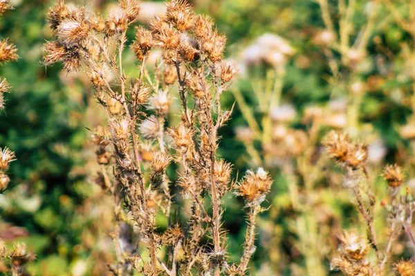 Primer Plano Las Plantas Silvestres Que Crecen Campo Francés Verano — Foto de Stock