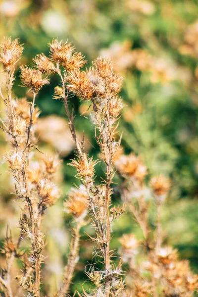 Großaufnahme Von Wildpflanzen Die Sommer Der Französischen Landschaft Wachsen — Stockfoto