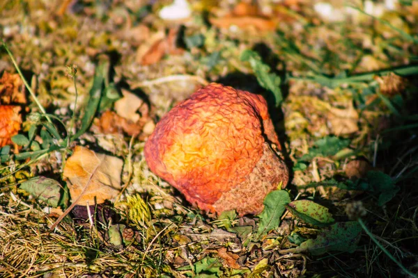 Yazın Fransa Nın Kırsalında Yere Düşen Çürük Elmalar — Stok fotoğraf