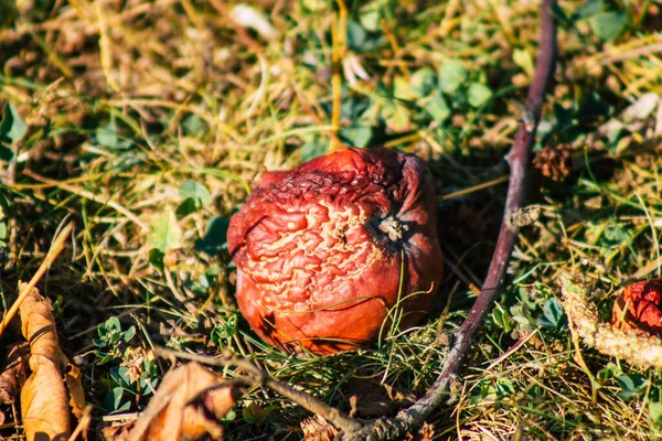 Yazın Fransa Nın Kırsalında Yere Düşen Çürük Elmalar — Stok fotoğraf