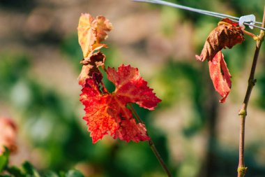 Sonbahar boyunca Fransa 'nın Reims kırsalında öğleden sonra yapılan Şampanya bağının manzarası