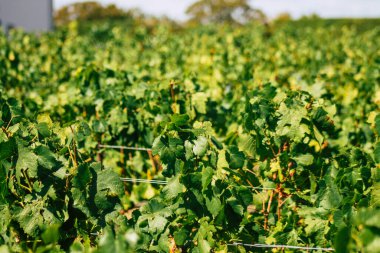 Sonbahar boyunca Fransa 'nın Reims kırsalında öğleden sonra yapılan Şampanya bağının manzarası
