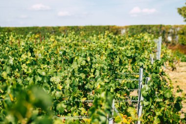Sonbahar boyunca Fransa 'nın Reims kırsalında öğleden sonra yapılan Şampanya bağının manzarası