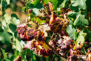 Sonbahar boyunca Fransa 'nın Reims kırsalında öğleden sonra yapılan Şampanya bağının manzarası