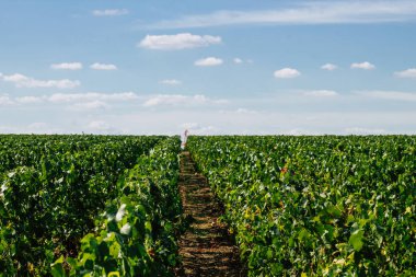 Sonbahar boyunca Fransa 'nın Reims kırsalında öğleden sonra yapılan Şampanya bağının manzarası