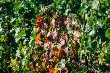 Sonbahar boyunca Fransa 'nın Reims kırsalında öğleden sonra yapılan Şampanya bağının manzarası