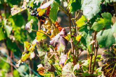 Sonbahar boyunca Fransa 'nın Reims kırsalında öğleden sonra yapılan Şampanya bağının manzarası