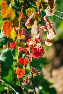Sonbahar boyunca Fransa 'nın Reims kırsalında öğleden sonra yapılan Şampanya bağının manzarası
