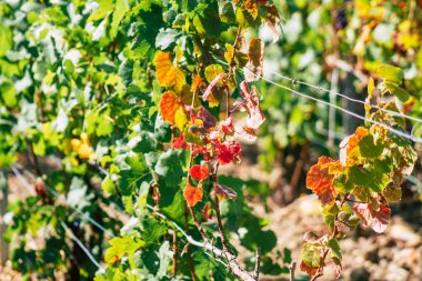 Sonbahar boyunca Fransa 'nın Reims kırsalında öğleden sonra yapılan Şampanya bağının manzarası