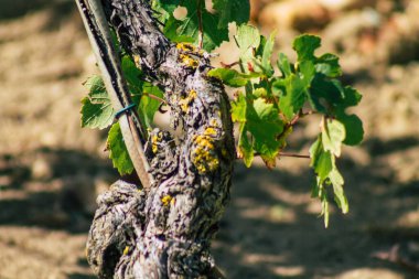 Sonbahar boyunca Fransa 'nın Reims kırsalında öğleden sonra yapılan Şampanya bağının manzarası