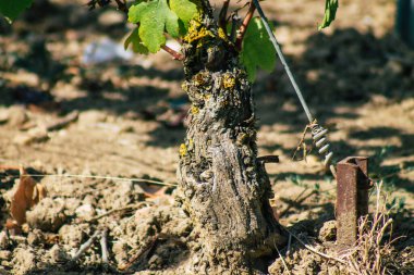Sonbahar boyunca Fransa 'nın Reims kırsalında öğleden sonra yapılan Şampanya bağının manzarası