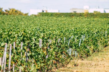 Sonbahar boyunca Fransa 'nın Reims kırsalında öğleden sonra yapılan Şampanya bağının manzarası