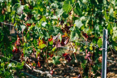 Sonbahar boyunca Fransa 'nın Reims kırsalında öğleden sonra yapılan Şampanya bağının manzarası