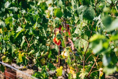 Sonbahar boyunca Fransa 'nın Reims kırsalında öğleden sonra yapılan Şampanya bağının manzarası