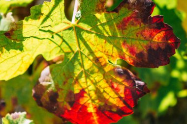 Sonbahar boyunca Fransa 'nın Reims kırsalında öğleden sonra yapılan Şampanya bağının manzarası