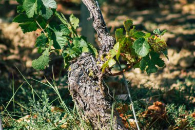 Sonbahar boyunca Fransa 'nın Reims kırsalında öğleden sonra yapılan Şampanya bağının manzarası