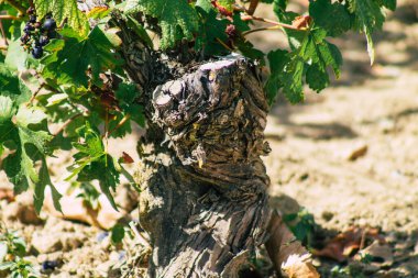 Sonbahar boyunca Fransa 'nın Reims kırsalında öğleden sonra yapılan Şampanya bağının manzarası