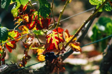 Sonbahar boyunca Fransa 'nın Reims kırsalında öğleden sonra yapılan Şampanya bağının manzarası