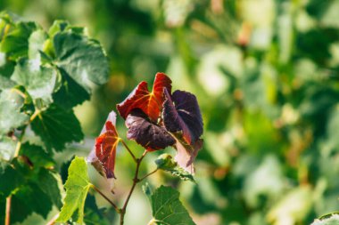 Sonbahar boyunca Fransa 'nın Reims kırsalında öğleden sonra yapılan Şampanya bağının manzarası